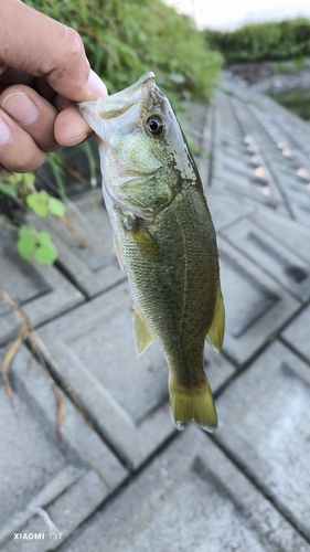 ブラックバスの釣果