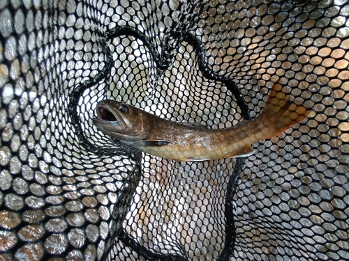 ヤマトイワナの釣果