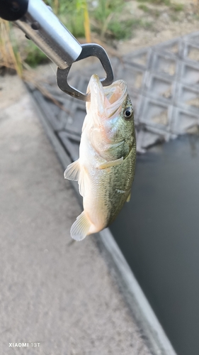 ブラックバスの釣果