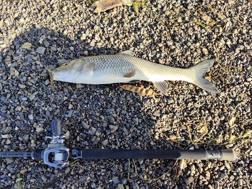 ニゴイの釣果