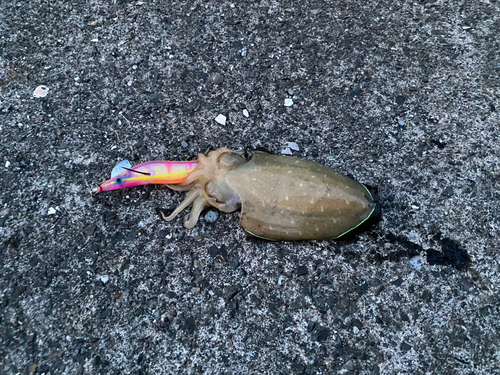 コウイカの釣果