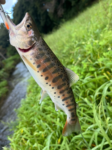 ヤマメの釣果