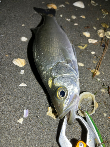 セイゴ（ヒラスズキ）の釣果