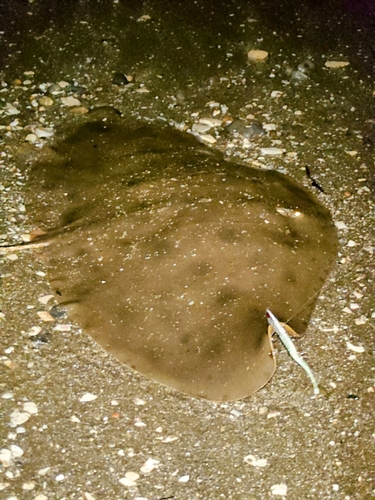 ツバクロエイの釣果