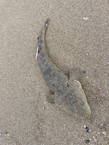 マゴチの釣果