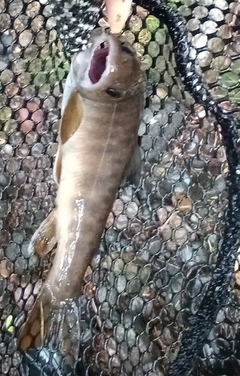 ヤマトイワナの釣果