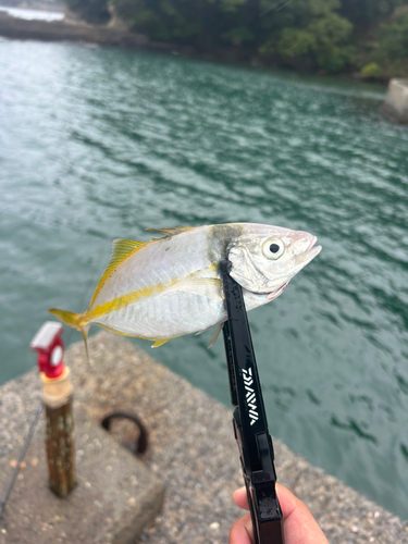 シマアジの釣果