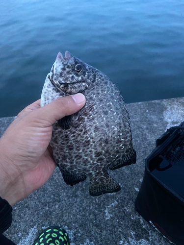 イシガキダイの釣果