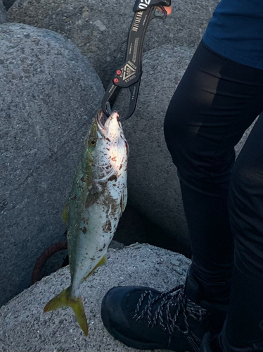 ツバスの釣果