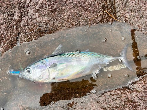 スマカツオの釣果