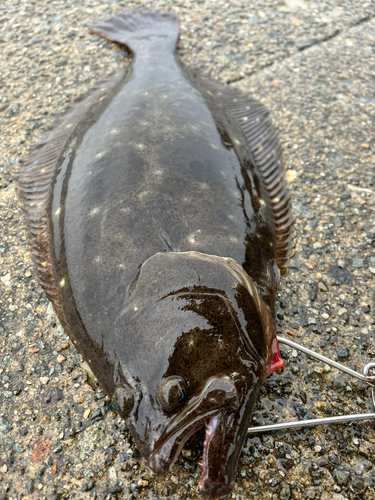 ヒラメの釣果