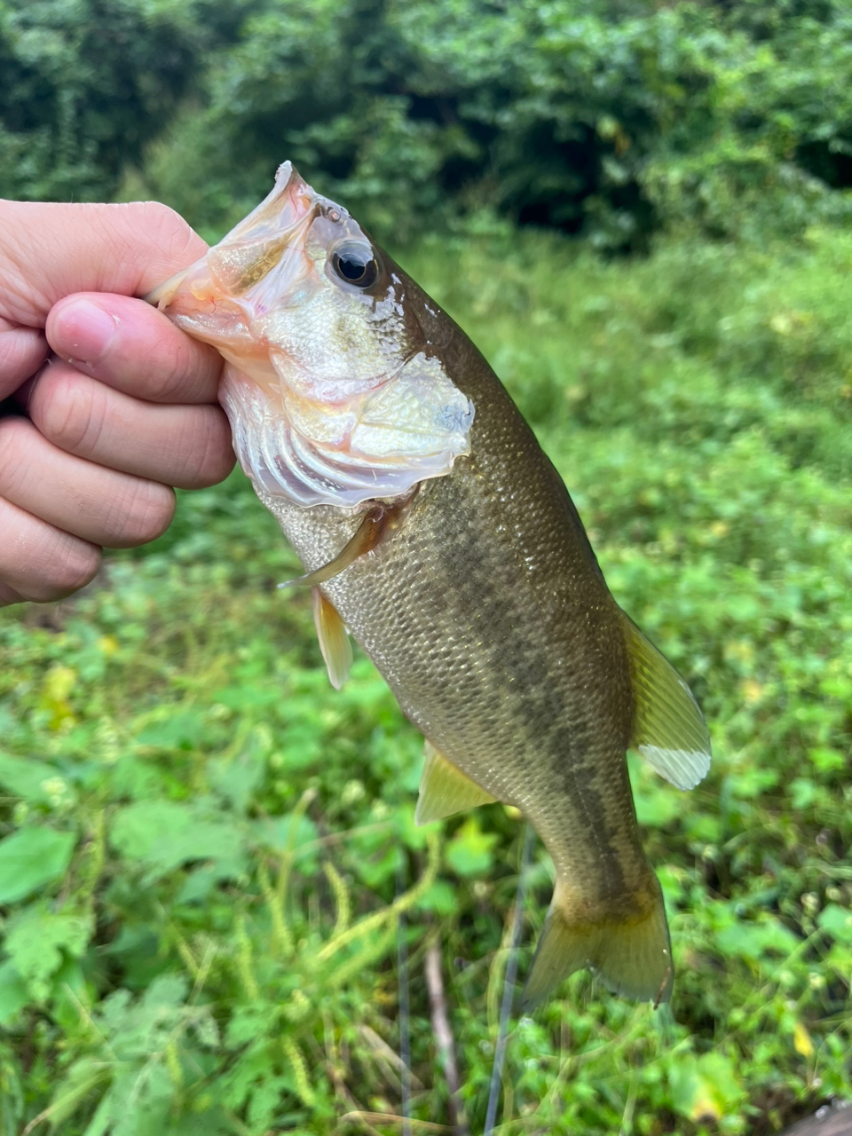 スモールマウスバス