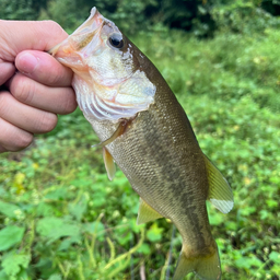 スモールマウスバス