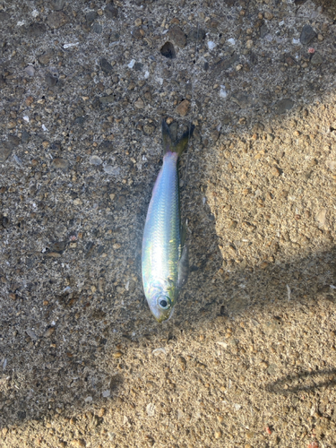 鳴尾浜臨海公園海づり広場