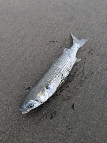 ボラの釣果