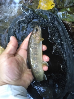 エゾイワナの釣果