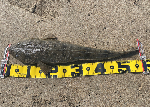 マゴチの釣果