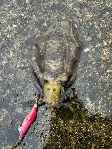 アオリイカの釣果