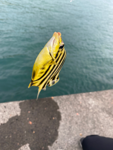 カゴカキダイの釣果