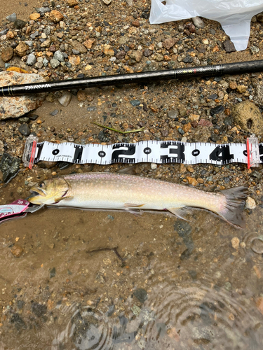 イワナの釣果