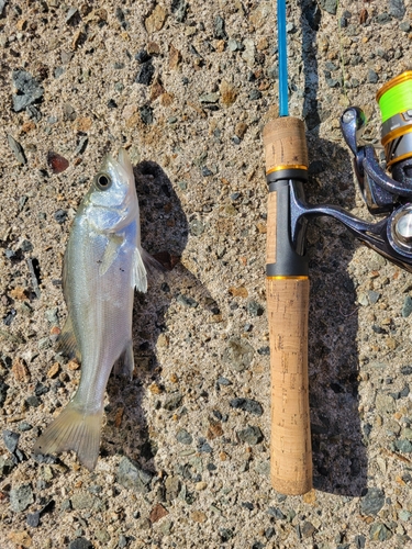 セイゴ（タイリクスズキ）の釣果