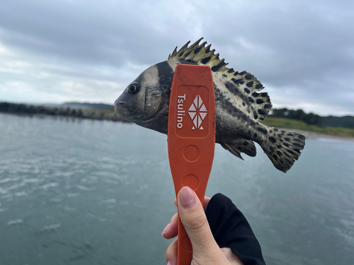 コショウダイの釣果