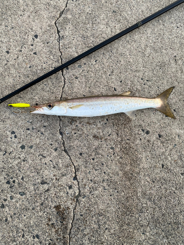 カマスの釣果