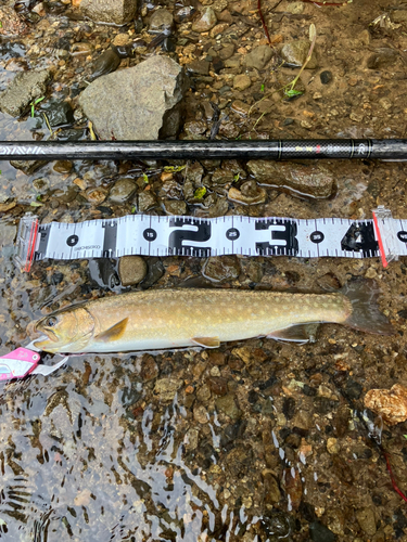 イワナの釣果