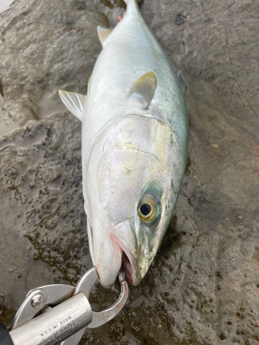 ワカシの釣果