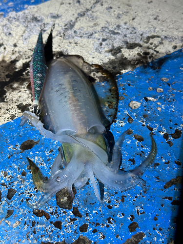 アオリイカの釣果