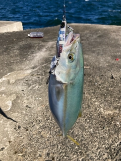 ツバスの釣果