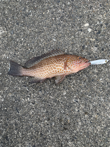 オオモンハタの釣果