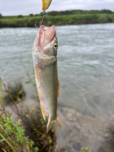 ハスの釣果