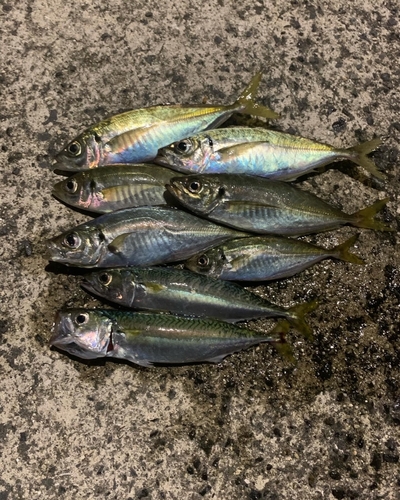 アジの釣果