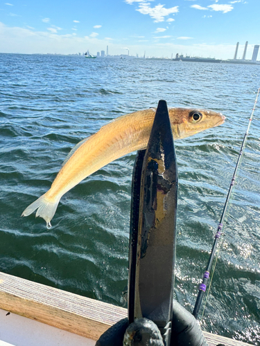 シロギスの釣果