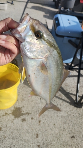 カンパチの釣果