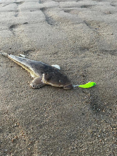 マゴチの釣果