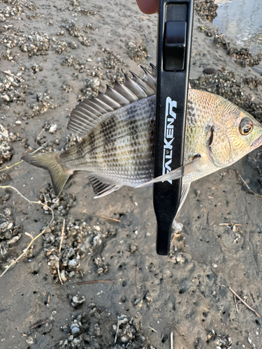 チヌの釣果