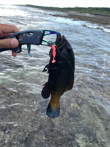 アオノメハタの釣果