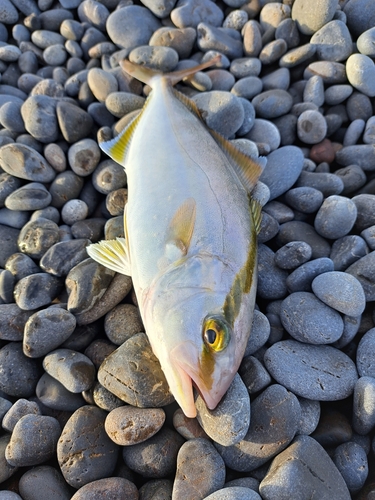 シオの釣果