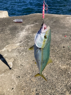 ツバスの釣果