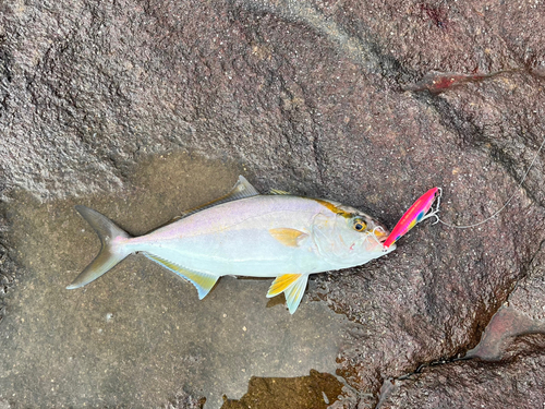 ショゴの釣果