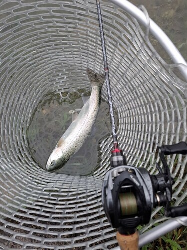 ニジマスの釣果