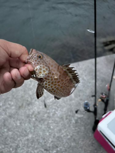 オオモンハタの釣果