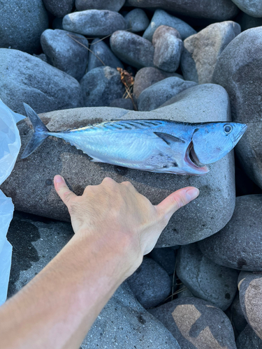 スマカツオの釣果