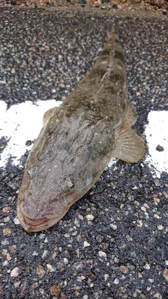 マゴチの釣果