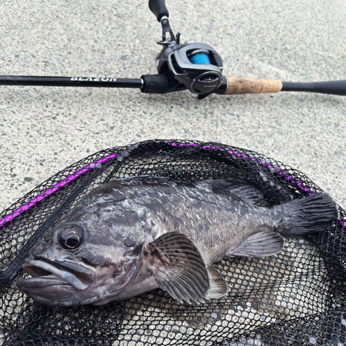 クロソイの釣果