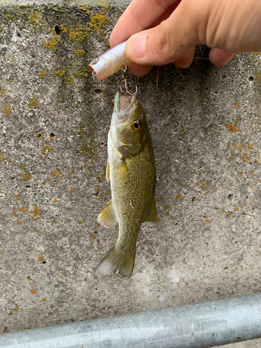 スモールマウスバスの釣果