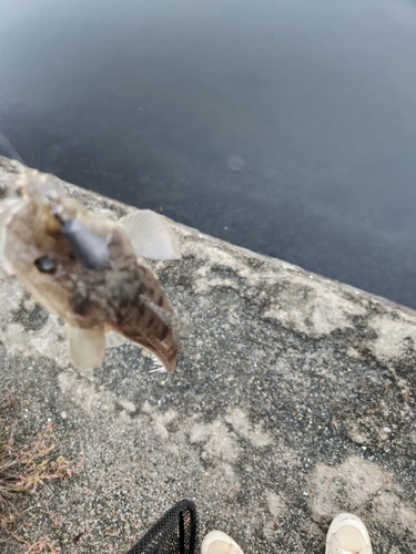 マゴチの釣果