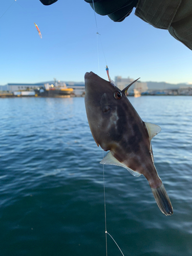 カワハギの釣果